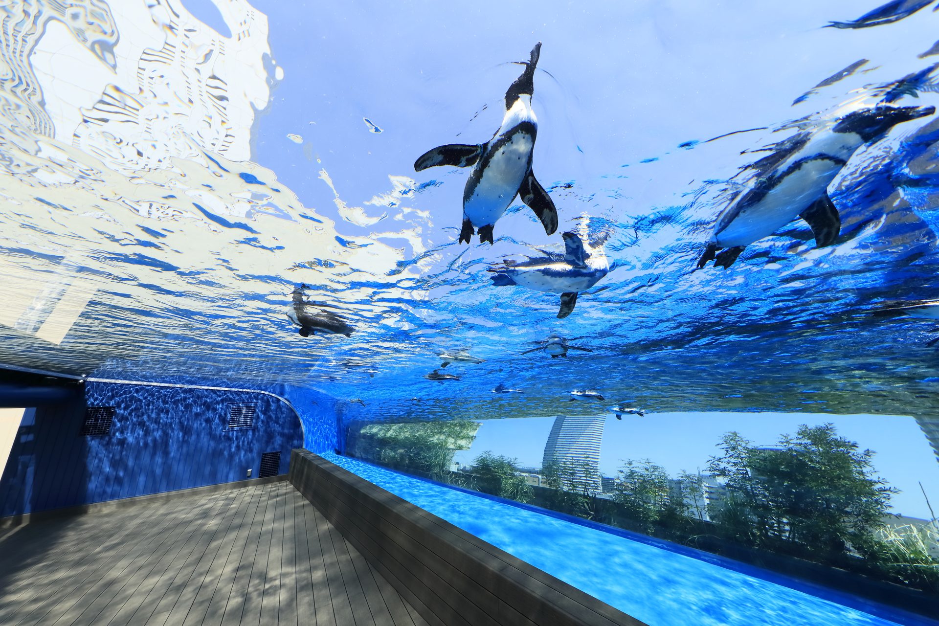 Penguins swimming underwater in a blue aquarium, viewed from a glass-walled viewing area with a wooden deck outside.