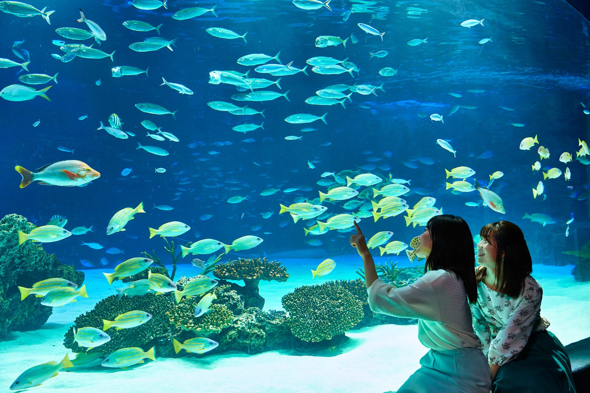 Two people in the foreground watch and point at a large aquarium filled with a school of colorful fish and coral at the bottom edge.